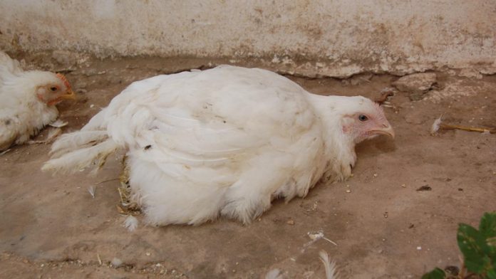 newcastle-disease-affected-chicken