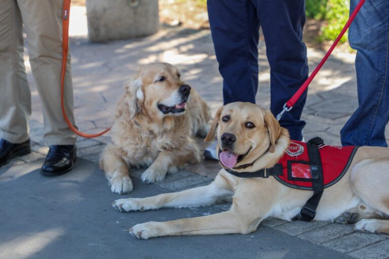Il-Fondazzjoni Service Dogs Malta tikseb fondi Ewropej għal taħriġ speċjalizzat barra minn xtutna