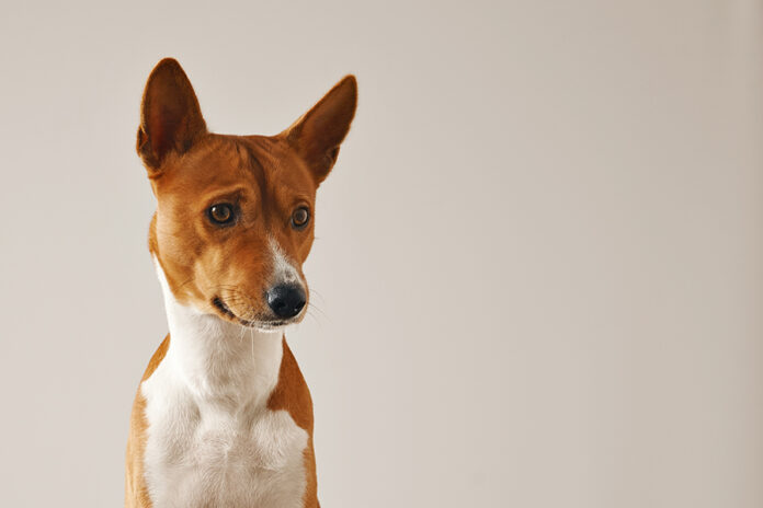 Portrait of a cute basenji dog