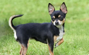 Maċedonjan jinżamm arrestat wara li allegatament qatel il-kelb tal-eks sieħba