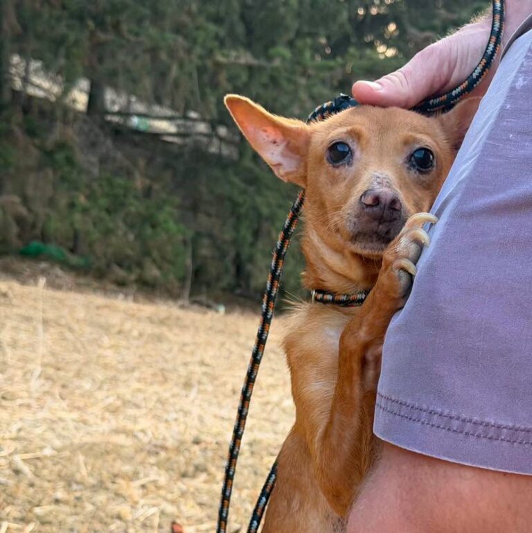 Animal Welfare t’Għawdex b’appell sabiex l-annimali jinżammu d-dar waqt il-festi 