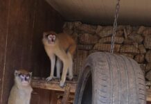 Sitt xadini mhux irreġistrati kkonfiskati mill-Animal Welfare