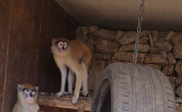 Sitt xadini mhux irreġistrati kkonfiskati mill-Animal Welfare